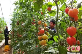 （新春走基层）山西新绛南熟汾村：766座蔬菜大棚撑起“稳稳的幸福”图片
