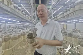 南菇北移，“猪肚菇”在山东实现工厂化种植图片
