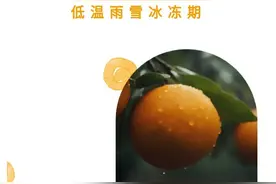御寒有方⑤丨柑橘防冻，专家有妙招图片