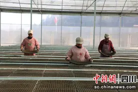 宜宾长宁：三月春耕春种忙图片