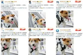 长得些许“潦草”，这只小警犬凭啥“火”了！网友：我能不能和它一起参训？图片