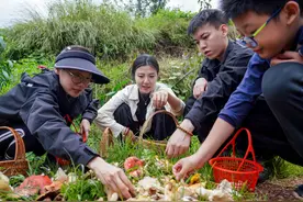 去云南采菌子，正成为一种旅游新时尚图片
