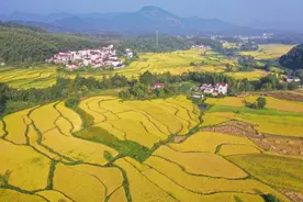 安徽旌德：丰景如画收割欢图片