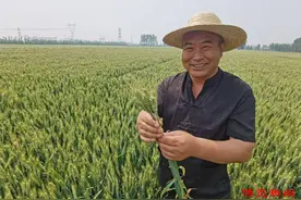 万亩小麦丰收在望！“绿油油”即将变成“金灿灿”图片