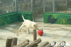 明星动物来啦！苏州动物园引进两只白狮子图片