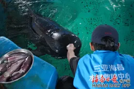 三亚：获救鲸鱼“海莉”开始下潜“干饭”图片