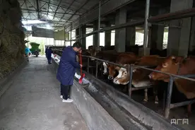 振兴“湘”村|岩湾村：“养牛达人”的“致富经”图片