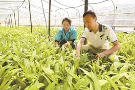 向“芯”而行——探寻湖北小野生物科技公司道地药材育种之路②图片