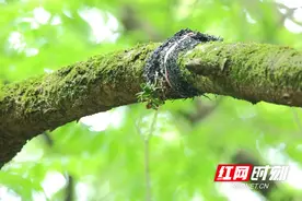 湖南崀山：合欢盆距兰首次被发现自然繁衍结果图片