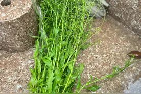 荠菜花煮蛋，听说嘉定人这天都要吃？图片