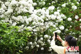 重庆：木绣球花盛开 吸引市民打卡图片