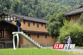 张家界黄龙洞景区：百日菊盛开 生态稻田绿意铺展图片