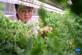一棵草到万顷绿！蒙草以中国草种丰茂中国草原图片