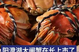 阳澄湖大闸蟹在长上市了，它降价了吗图片