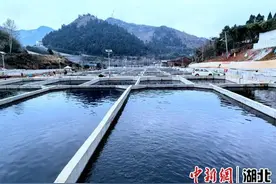 湖北咸安: 满池生态水 引得鲟鱼来图片