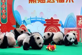 最萌“天团”来拜年！熊猫宝宝“龙”重登场图片