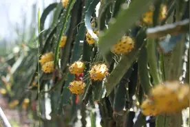 乐东有鲜果丨金灿灿燕窝果成为“致富果” 乐东热带农产品出圈有奇招图片