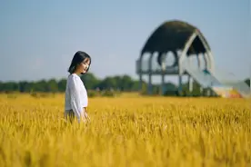 江苏无锡：丰收景象美如画图片
