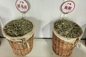 种植药材190万余亩，种植企业1.8万家，南阳打造闪亮金“药”匙｜富民产业调研行⑮图片