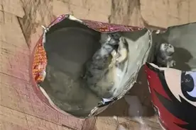 “旺仔牛奶喝出异物”？初步判断不是老鼠，当以严肃调查澄清疑云图片