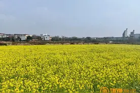 快来打卡！南昌23个油菜花观赏点公布图片
