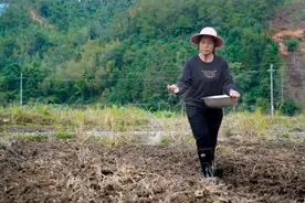 韶关武江区冬种工作接近尾声，预计小雪节气前全面完成图片