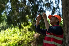 古树名木保护丨千年剑阁古柏的岁月回声图片