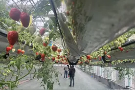 青岛故事｜科技赋能空中草莓采摘忙，村企民携手共走乡村振兴致富路图片