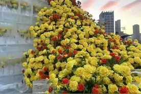 哈尔滨冰封黄玫瑰美上热搜！刘亦菲发文：哇，想去！图片
