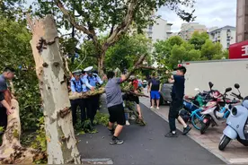 一阵大风刮倒梧桐树，一群小哥伸出援手图片