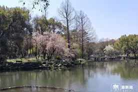 曲院风荷早樱绽放，滨江最美跑道花苞缀满，杭州春日樱花盛宴即将开席图片