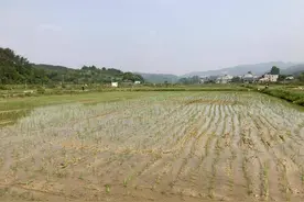 红安县华家河镇：机械化插秧按下春耕“快进键”图片