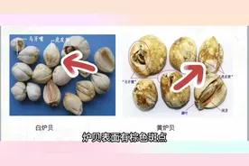果然视频|中药鉴别第四期：松贝、青贝、炉贝的区别图片