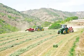 环县100万亩紫花苜蓿开镰收割图片