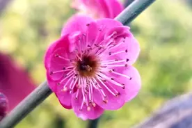 请收藏！这份“赏花秘籍”有“保质期”图片