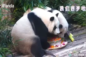 顶流“花花”姐妹4岁啦！粉丝通宵排队等待庆祝，有人下单“代排”图片