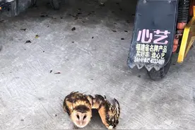 事发福州！市民成功救助一猫头鹰，为国家二级重点保护野生动物图片
