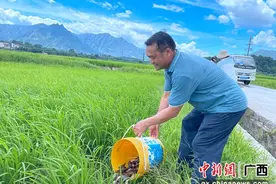 兴安县崔家乡：稻田养鱼为集体经济注入“新动能”图片