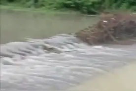 拍客｜大雨后小狗被困湍急河流中  两男子堤坝上搭梯子冒险营救图片