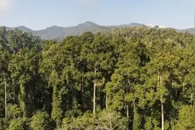 穿越雨林，望天而行 秘境之下，人与动植物如何和谐共生？图片