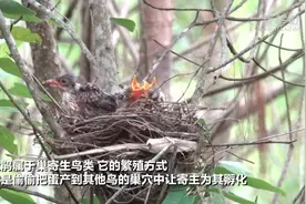 一个巢里两种鸟 不同成鸟一起喂：云南普洱拍到有趣视频图片