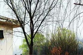 【廊检文韵】杨柳青青图片