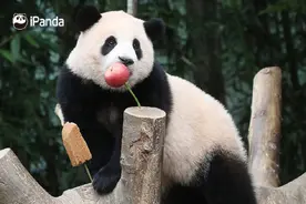 大熊猫出海旅居：一般租期十年，能花也能赚图片