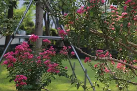 汉阳紫薇花园“花红满堂”图片