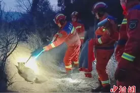 野生狐狸踩住捕兽夹 消防员18分钟“解困”图片