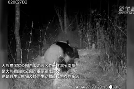红外相机拍摄到野生大熊猫交配画面图片