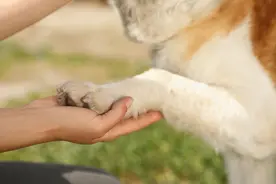 你给你的宠物买保险了吗？图片