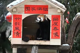 郑州市动物园6只小熊猫喜迁“新居”图片