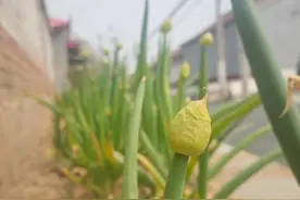 张颂文称，迟早被AI整疯，被搞得分辨能力下降了图片