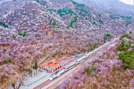 超长花期覆盖，延庆六条打卡路线邀您沉浸式赏春图片